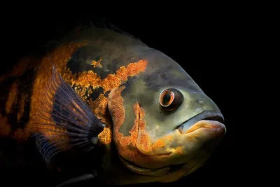 Астронотус / Astronotus ocellatus - «Самые верные рыбки :-) » | отзывы