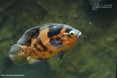 Астронотус красный Оскар Astronotus ocellatus / Цихлиды / Аквариумные рыбки  / КАТАЛОГ ТОВАРОВ / Аквадом - зоомагазин