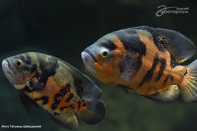 Астронотус тигровый красный Astronotus ocellatus / Цихлиды / Аквариумные  рыбки / КАТАЛОГ ТОВАРОВ / Аквадом - зоомагазин