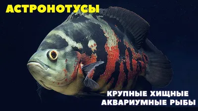 Астронотус-оскар альбинос (Astronotus ocellatus var. albino) |  Aquarium-Style