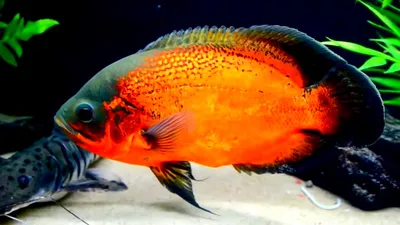 Купить Астронотуса-оскара тигрового (Astronotus ocellatus var) в Челябинске