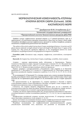 черное море крупного песка выплавил атерина понтика среди водорослей. рыба  черного моря видеоматериал - Видео насчитывающей стая, серебр: 228674610