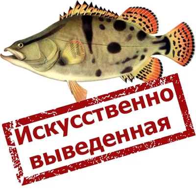 АУХА – купить в Хабаровске, цена 260 руб., продано 6 сентября 2021 –  Продукты питания