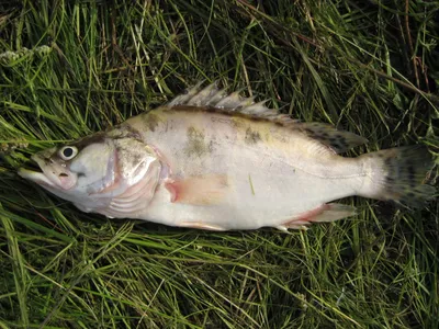 НЕОБЫЧНЫЕ РЫБЫ АМУРА, КИТАЙСКИЙ ОКУНЬ- АУХА, ВЕРХОГЛЯД,АМУРСКАЯ ЩУКА, |  Fisherman DV.27RUS | Дзен