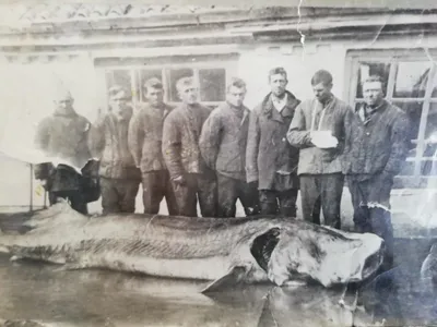 В Азовском море водилась царь-рыба весом до тонны | Пикабу