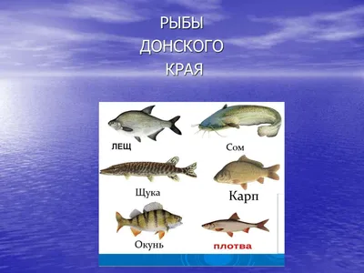 В Молочном лимане Азовского моря может произойти массовый замор рыбы (ФОТО)  | Портал Акцент