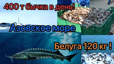 Рыба окуня щуки азовского моря изолированные на белом Стоковое Фото -  изображение насчитывающей задвижка, улавливать: 204327050