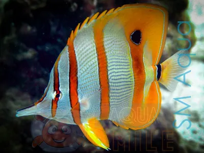 Рыба бабочка Chelmon rostratus, Copperbanded Butterflyfish купить в Киеве -  Аквасмайл