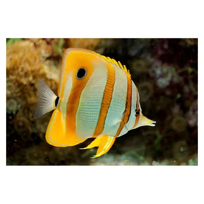 Рыба бабочка Chelmon rostratus, Copperbanded Butterflyfish купить в Киеве -  Аквасмайл