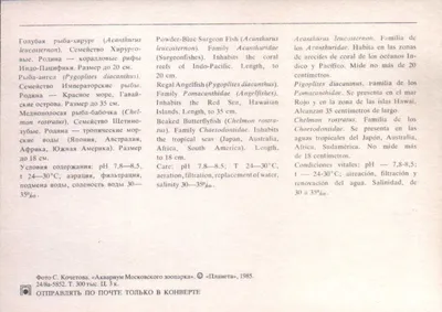 Самые дорогие аквариумные рыбы в мире, цены просто космос. Мой ТОП по цене  | Заметки ихтиолога. | Дзен