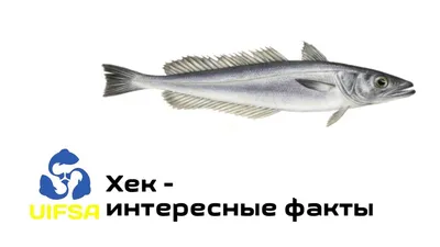 Хек молочный 200-400г — заказать онлайн в Виннице с доставкой по Украине.  моллюски и ракообразные от магазина морепродуктов Karasey.Net