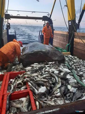 Килька Балтика пряного посола ❤️ доставка на дом от магазина Zakaz.ua