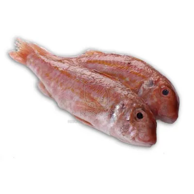 Рыба барабулька фото фото
