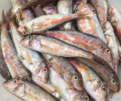 Барабулька - самая дорогая рыба в Крыму | Дневник отчаянных пенсионеров |  Дзен