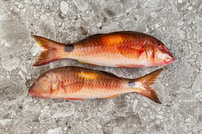 Рыба барабулька: польза и вред - Frost-Fish