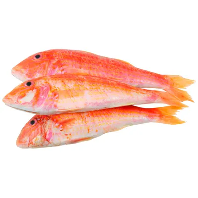 Султанка - рыба за которую отрубали голову (ВИДЕО, ФОТО)