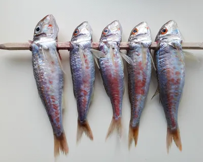 Рыба барабулька: описание, виды - Frost-Fish