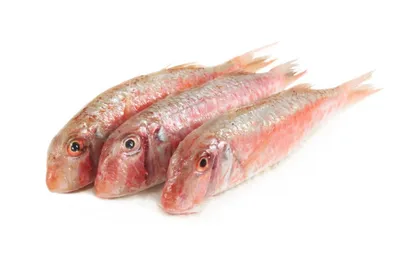 Рыба барабулька: описание, виды - Frost-Fish