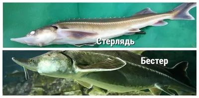 Семейство Zoarcidae (Бельдюговые) | ВСЕ О ПРЕСНОВОДНЫХ РЫБАХ