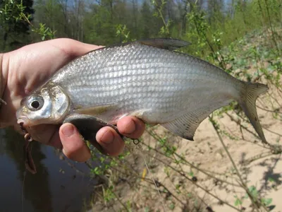 Заповедная Мордовия - Белоглазка – Abramis sapa (Pallas, 1814)