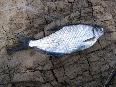 Ловля Белоглазки: ареал обитания, приманки и способы ловли рыбы