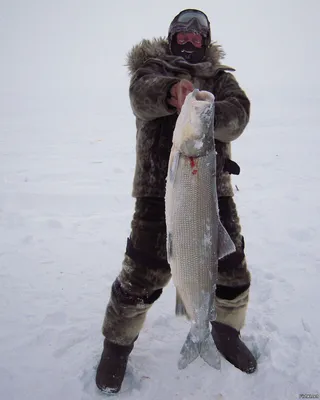 Нельма свежемороженая 4-5 кг купить в Москве по цене 0 руб. – FROST FISH