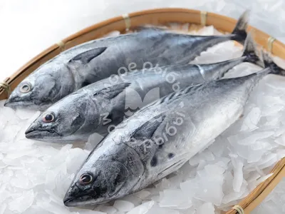 Palamut - Fresh bonito fish in the market фотография Stock | Adobe Stock