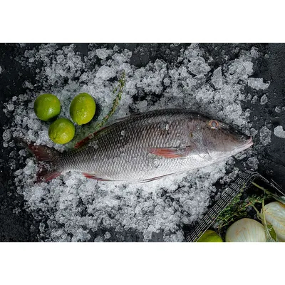 Бонито справа, бонито слева! Начало сезона океанского джиггинга. Striped  bonito. Start of ocean jigging season. #fishing #рыбалка #釣魚 #pesca #bonito  #пеламида #jigging #морскойджиг #джиггинг #mefik — from Instagram - mefik TV