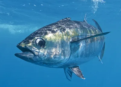 Tuna, Bonito (Thunfisch) фотография Stock | Adobe Stock