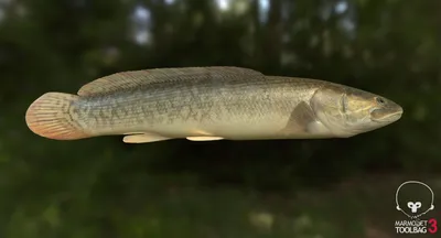 bowfin fish for sale｜TikTok Search