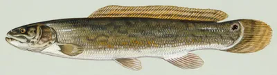 Черная икра рыбы Bowfin