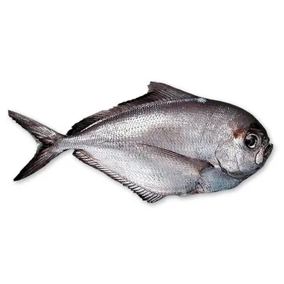 Рыба брама фото фото