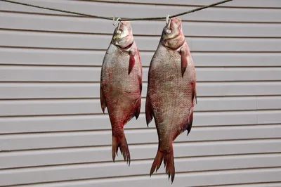 Брама рыбы моря имеется на местном рынке калькутта Индии Стоковое  Изображение - изображение насчитывающей морепродукты, мясо: 202868689