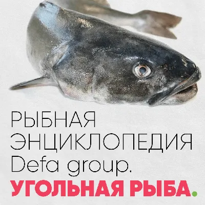 Продам бротола 80-250 - Рыба бротола, купить бротола 80-250 - Рыба бротола,  Киев — Agro-Ukraine
