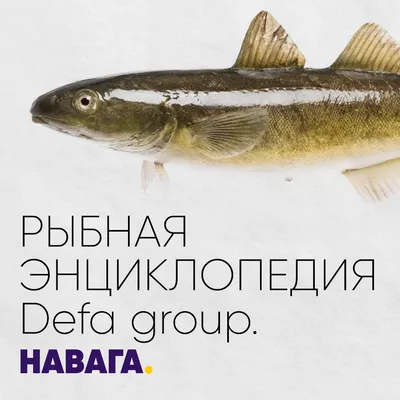 Рыба Бротола | Defa group