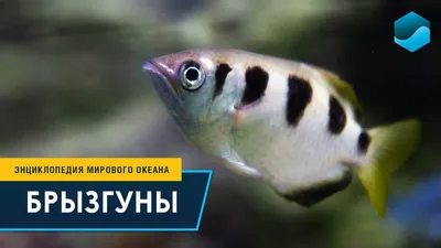 Ученые выяснили, что рыбка-брызгун умеет считать