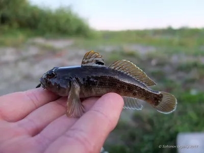 Бычок-песочник (Neogobius fluviatilis) | FishingBY.com