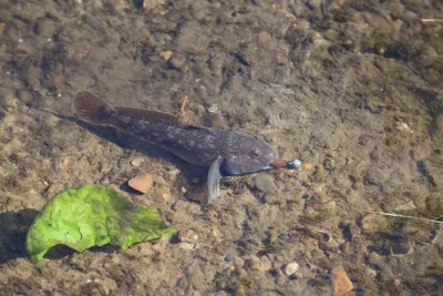 Cottus gobio Linnaeus, 1758