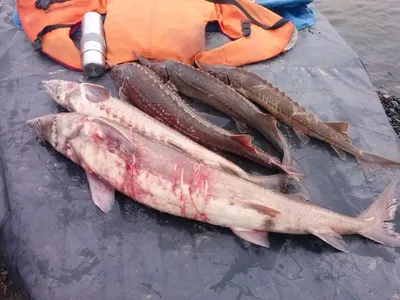 В пригороде Атырау на разливах гибнет рыба, которая шла на нерест —  Информационный портал CaspianLife