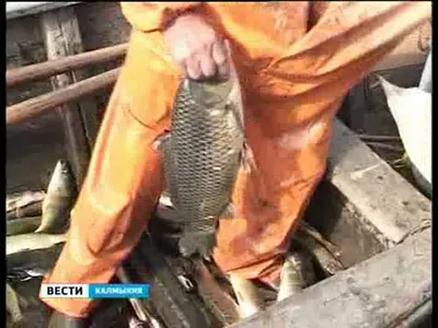 Вяленый рыбец - купить в магазине IKORKA.UA, купить вяленого рыбца и  заказать вяленую рыбу с доставкой по Киеву и Украине.