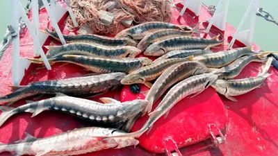 Четыре центнера рыбы задержали на трассе Атырау — Курмангазы —  Информационный портал CaspianLife