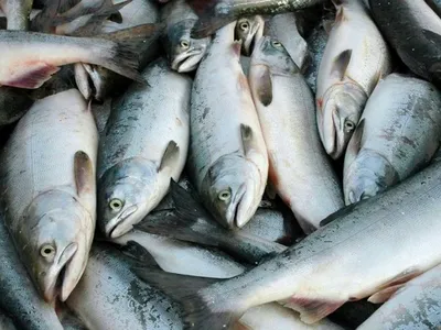 Полиция в Дагестане задержала браконьера с электроудочкой и 75 кг рыбы  частиковых пород | Информационный портал РИА \"Дагестан\"