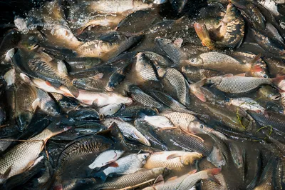 500 штук частиковой рыбы выловили браконьеры под Волгоградом