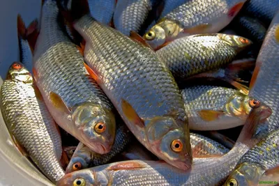 Более 250 кг рыбы частиковых пород изъяли у жителя Атырау