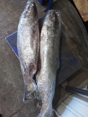 Рыба чавыча ПБГ вес от 5 кг купить с доставкой | Свежий улов