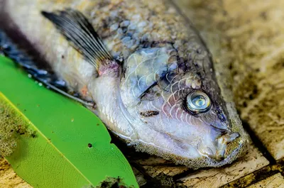 Рыба чернобыля фото фото