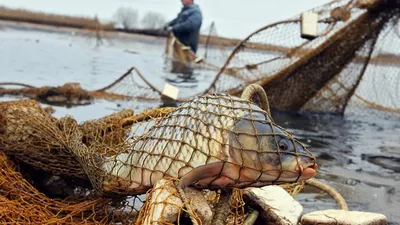 Рыба с головой рака и на ногах, …» — создано в Шедевруме