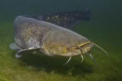 Гиганский чернобыльский сом в водах …» — создано в Шедевруме