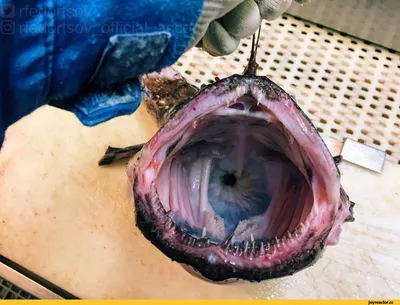 Купить Рыба морской черт | Skrami.ru