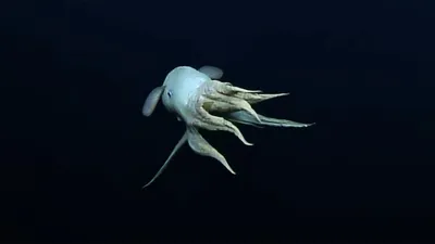 Животное морской черт - 70 фото